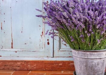 Como ter lavanda em casa e usar as flores para relaxar com segurança