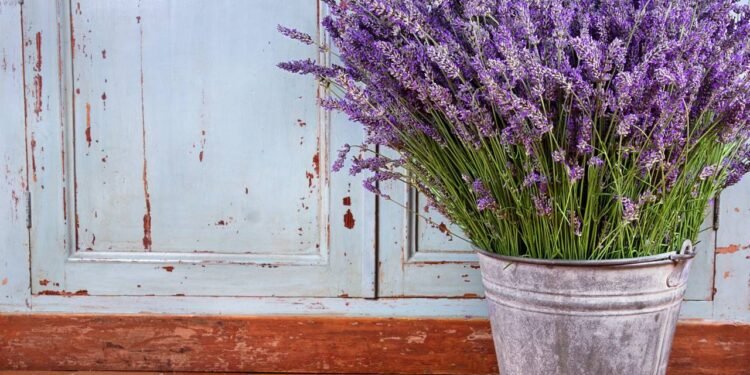 Como ter lavanda em casa e usar as flores para relaxar com segurança