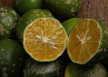 Quintal pequeno? Aprenda a cultivar limão cravo em vasos grandes