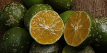 Quintal pequeno? Aprenda a cultivar limão cravo em vasos grandes