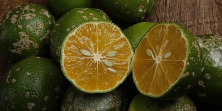 O limoeiro-cravo gosta de clima quente ou ameno e precisa de bastante sol direto, de preferência entre 4 e 6 horas por dia - Créditos: depositphotos.com / casadaphoto