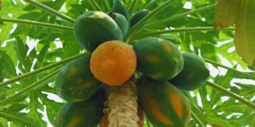 Mamão do mercado na terra? Aprenda a usar as sementes da fruta e plantar em casa