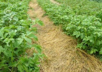 Com essa mistura caseira todo o mato seca em até 2 horas!