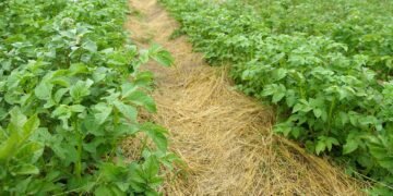 Com essa mistura caseira todo o mato seca em até 2 horas!