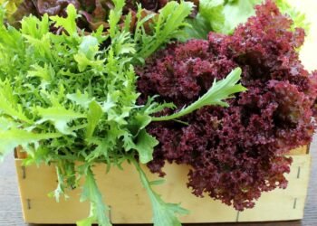 Uma planta que quase ninguém conhece, mas que resiste a calor extremo e produz folhas durante todo o verão