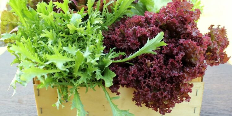 Uma planta que quase ninguém conhece, mas que resiste a calor extremo e produz folhas durante todo o verão