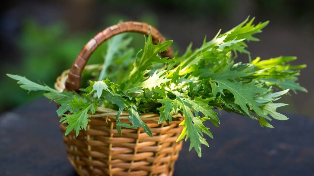 Uma planta que quase ninguém conhece, mas que resiste a calor extremo e produz folhas durante todo o verão