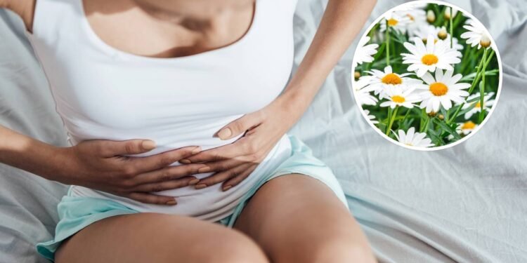 TPM pegando pesado? Essa erva alivia cólicas, melhora o humor e ainda por ser plantada em casa