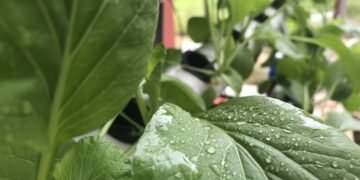 Barata e nutritiva, a folha que protege o coração e limpa o corpo que você ignora