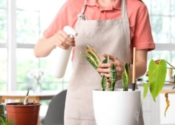 Folhas amarelas ou secas? Saiba o que sua planta está tentando te dizer