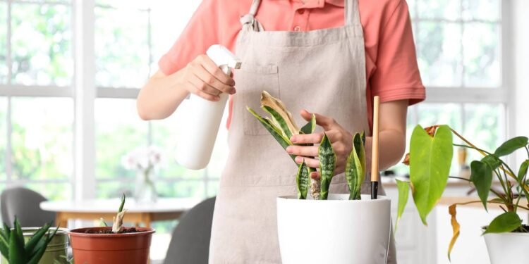 Quando uma planta começa a murchar, ficar amarela ou perder folhas muito rápido - Créditos: depositphotos.com / serezniy