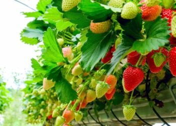 Aprenda a plantar morango em vasos e aproveite frutas doces em casa o ano todo