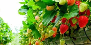 Aprenda a plantar morango em vasos e aproveite frutas doces em casa o ano todo