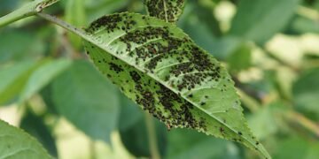 Esse é o segredo para matar qualquer praga da suas plantas!