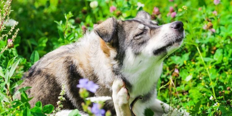 Receita natural para acabar de vez com os carrapatos, pulgas e ácaros!