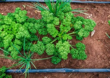 Pare de comprar temperos prontos e tenha uma horta de salsa crespa no vaso