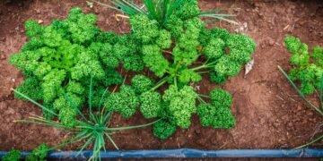 Pare de comprar temperos prontos e tenha uma horta de salsa crespa no vaso