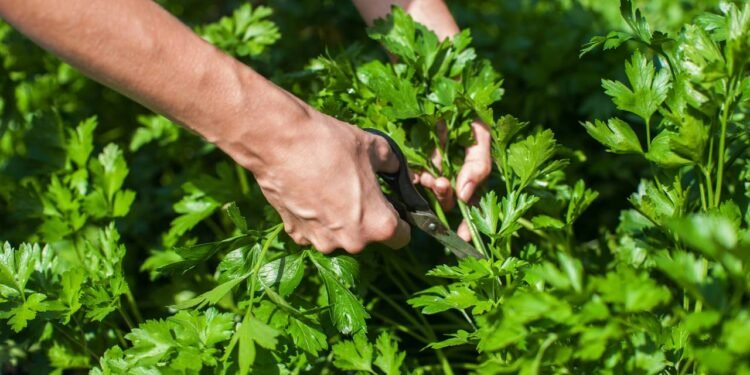 Uma horta de farmácia é um pequeno cantinho com plantas medicinais em casa, usado para preparar chás- Créditos: depositphotos.com / olinchuk