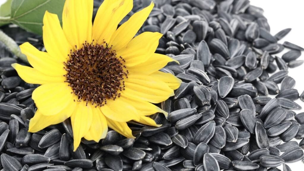 Girassol ganha destaque na alimentação por benefícios surpreendentes