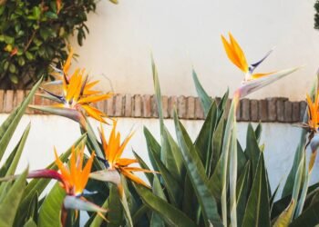 Aprenda a cuidar dessa planta que parece um pássaro e deixe sua casa mais elegante