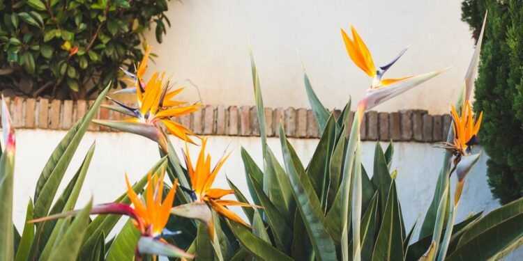 A planta, também conhecida como ave-do-paraíso, adapta-se bem ao cultivo em vasos - Créditos: depositphotos.com / ViktoriiaDyachenko