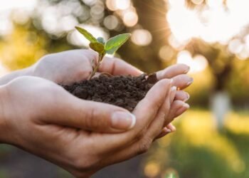 Saiba como escolher a terra certa para que suas plantas cresçam saudáveis em casa