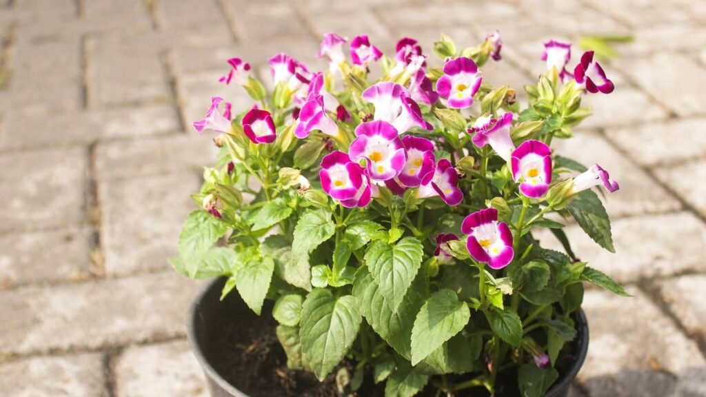 A planta charmosa que traz vida e alegria até para espaços pequenos