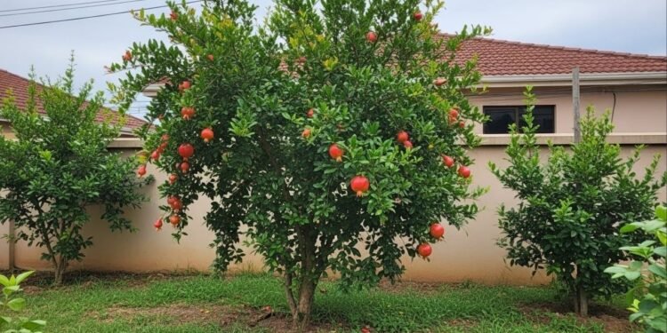 Nem limão, nem laranja: a árvore frutífera que não levanta o solo com suas raízes e requer poucos cuidados de jardinagem