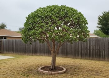 Quer uma árvore de jade cheia e simétrica? A poda no tempo certo é o segredo para evitar ramos moles, inclinação e folhas caídas