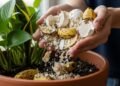 Adubo caseiro com banana e casca de ovo substitui os fertilizantes químicos e deixa hortas e vasos mais bonitos e produtivos
