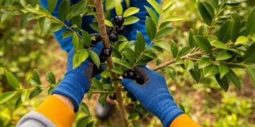 Veja como cultivar jabuticaba em casa sem precisar de quintal grande