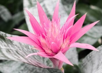 A planta de interior que floresce uma vez e deixa qualquer jardineiro encantado