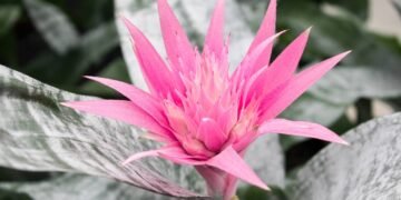 A planta de interior que floresce uma vez e deixa qualquer jardineiro encantado