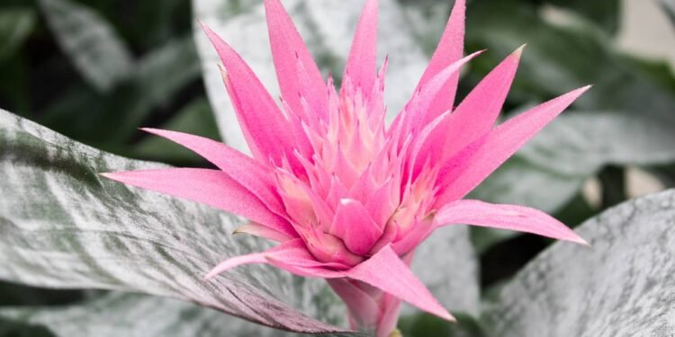 Um detalhe curioso dessa bromélia é o seu ciclo de vida: a planta-mãe floresce apenas uma vez - Créditos: depositphotos.com / Rutmer