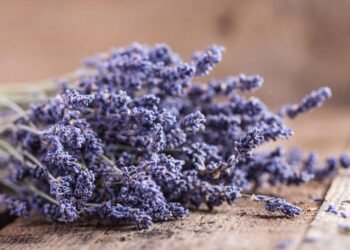 Aromas que acalmam: como a alfazema pode transformar sua rotina em casa