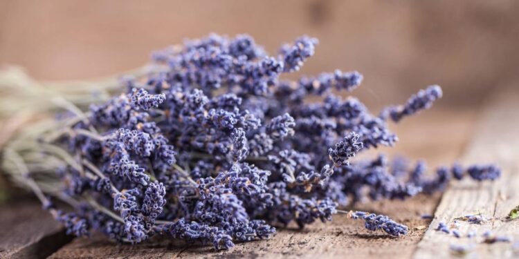 Um dos benefícios mais conhecidos da alfazema é a sensação de calma que seu aroma pode proporcionar - Créditos: depositphotos.com / Kazlouskaya