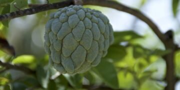 Dicas práticas para plantar fruta-do-conde em casa e colher sem erros