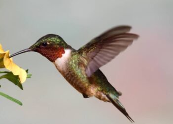 O que faz Beija-flores voltarem sempre ao mesmo jardim