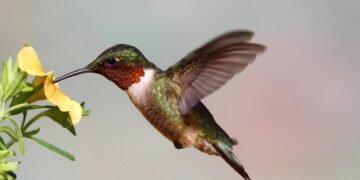 O que faz Beija-flores voltarem sempre ao mesmo jardim