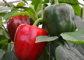 Pimentão vermelho: o campeão de vitamina C que supera a laranja