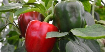 Pimentão vermelho: o campeão de vitamina C que supera a laranja
