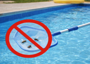 Como afastar insetos da piscina com ingredientes simples