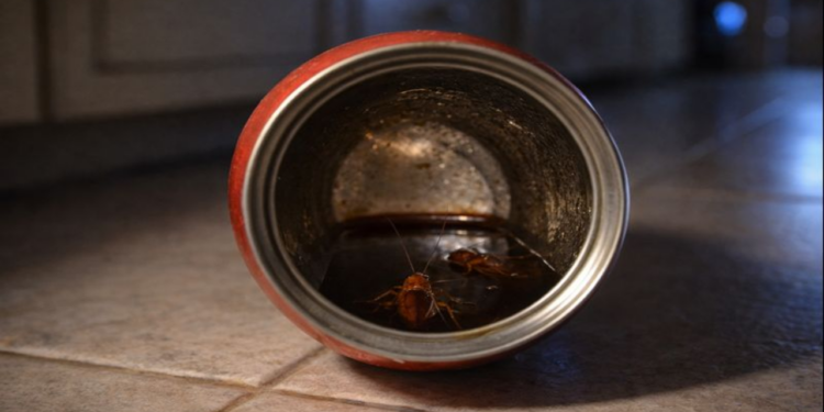 A forma mais simples de capturar baratas em casa