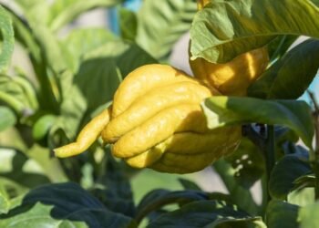 Como plantar cidra em casa e colher frutos grandes para doces e conservas