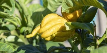 Como plantar cidra em casa e colher frutos grandes para doces e conservas