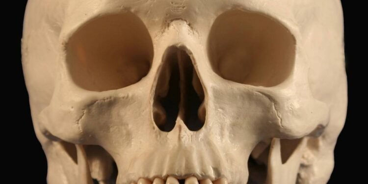 Crânio - Créditos: depositphotos.com / neilld