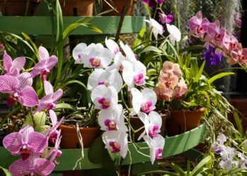 Como estimular floração e manter as orquídeas bonitas sem complicações