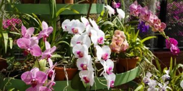 Como estimular floração e manter as orquídeas bonitas sem complicações