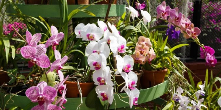 No cultivo de orquídeas Phalaenopsis em interiores, a luz é um dos pontos que mais confundem quem está começando - https://br.pinterest.com/pin/10836855347398126/
