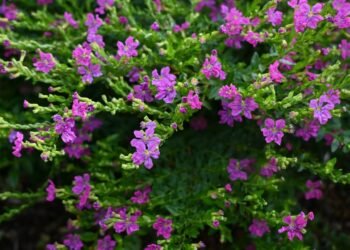 Nem buganvílias, nem petúnias: o arbusto que floresce o ano todo e encanta qualquer jardim